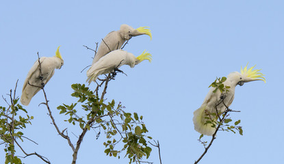 Sulpher crested cockatoos © 169169
