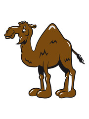 Camel witty stupid