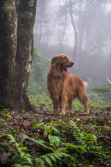 The golden retriever in the woods