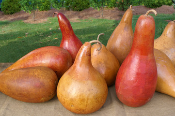 Grouping of Gourds on Burlap