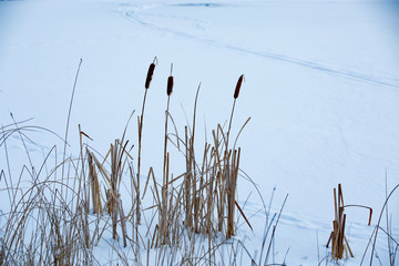cat tails on winter lake shore