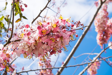 Cassia bakeriana or Kanlapaphruek flowers