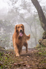 Obraz premium The golden retriever in the woods