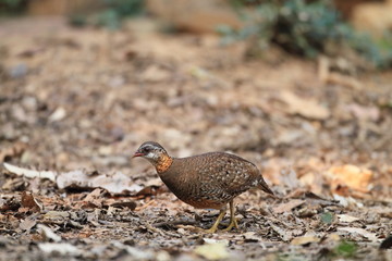 Green-legged Partridge (Arborophila chloropus) in Thailand

