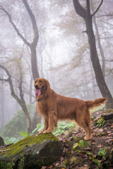 The golden retriever in the woods