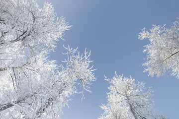 Frosty Treetops from Below