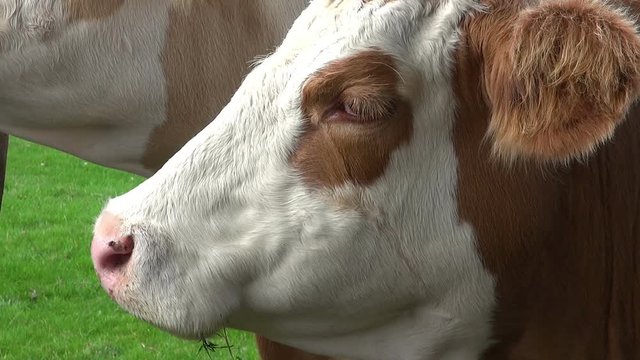 A Close-Up Of A Cow's Face.  A beautifully clean cow stares directly at the camera from a very short distance.