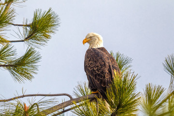 America bald eagle on branch.