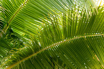 Obraz na płótnie Canvas coconut leaves background