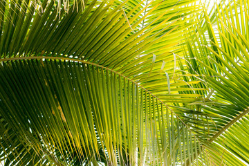 coconut leaves  background