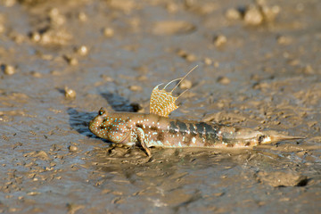 Mudskipper, Amphibious fish
