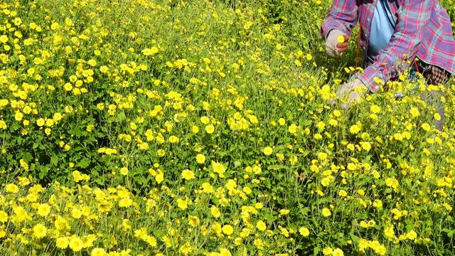 Farmer harvesting Chrysanthemum flower in field for producing tea, so it is an economic crop.