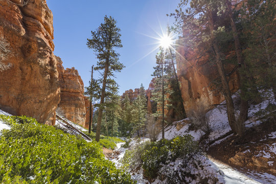 Bryce Canyon National Park Winter Forest