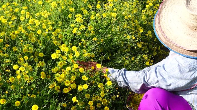 Farmer harvesting Chrysanthemum flower in field for producing tea, so it is an economic crop.