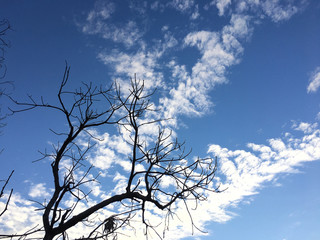 Towers against the sky
