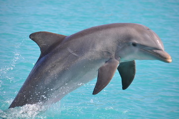 Fototapeta premium Roatan Honduras Dolphin