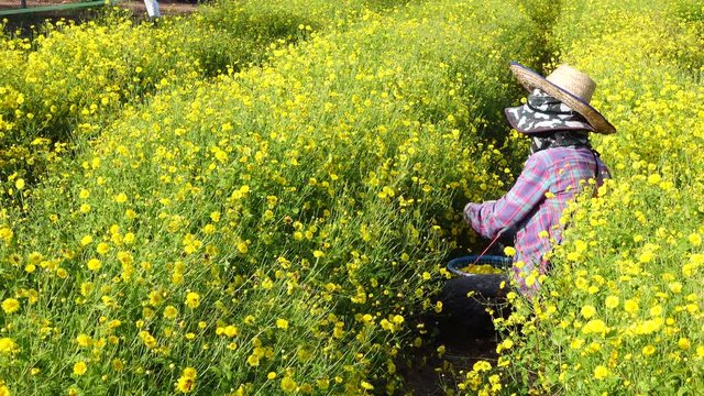 Farmer harvesting Chrysanthemum flower in field for producing tea, so it is an economic crop.