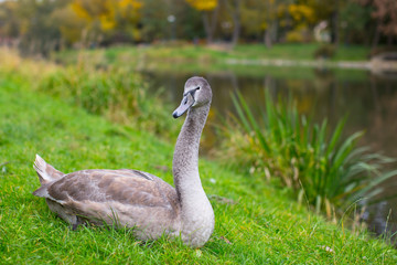 Gray Swan rests in the grass near pond.