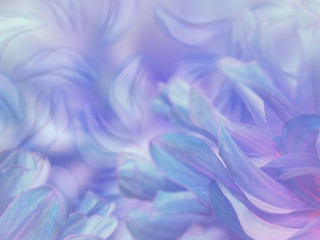 flower petals on a  blurred blue-violet colorful background. floral composition. floral background....