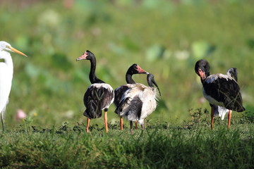Magpie goose (Anseranas semipalmata) in Australia
