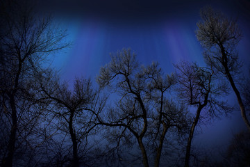 Obraz na płótnie Canvas Silhouettes of bare trees on a dark blue night sky