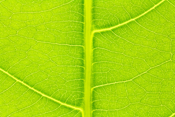 Leaf texture, leaf background for design with copy space for text or image. Leaf motifs that occurs natural.