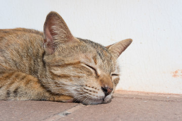 Obraz premium Closeup of a cat sleeping