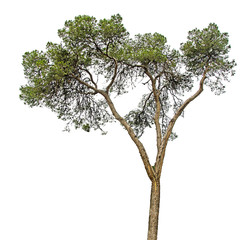 Pine tree