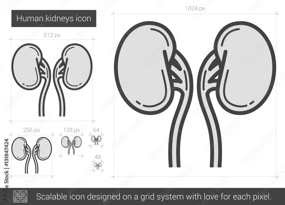 Canvas Prints human kidneys line icon.