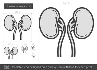 Human kidneys line icon.