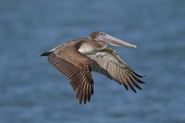 Fototapeta na wymiar Brown Pelican in flight - St. Petersburg, Florida