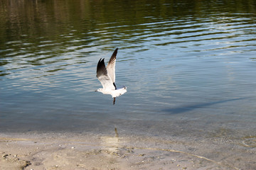 Bird Flying Over Water - Swamp