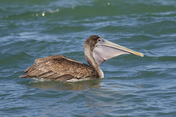 Brown Pelican swimming in the Gulf of Mexico - Florida