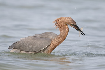 Reddish Egret catching a fish - St. Petersburg, Florida