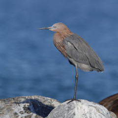 Reddish Egret (Egretta rufescens) perched on a rock next to the Gulf of Mexico - St. Petersburg, Florida