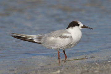 Fototapeta premium Common Tern with a deformed beak - St. Petersburg, Florida