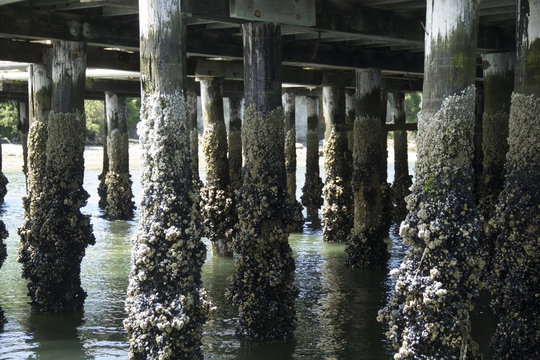 Barnacles attached to dock pylons at low tide in the Pacific Northwest