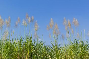 reed grass and blue sky