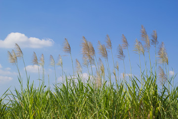 reed grass and blue sky