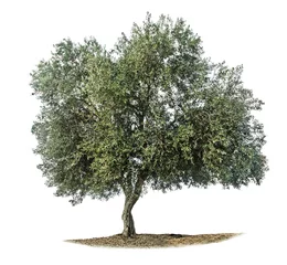 Foto auf Acrylglas Olivenbaum Olivenbaum auf weiß