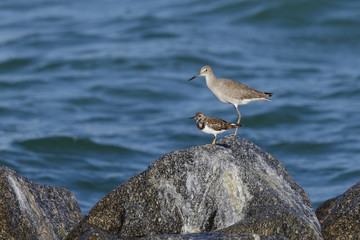 Willet and Ruddy Turnstone perched on a rock - Florida