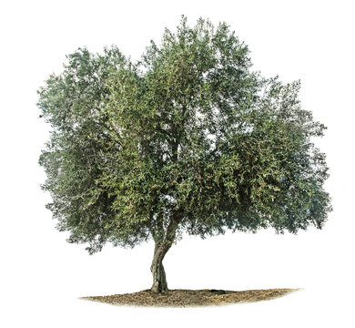 Fototapeta Olive tree on white
