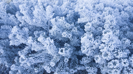 Fototapeta premium frozen pine tree texture