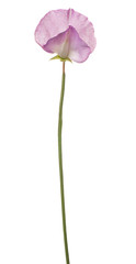 sweet pea flower isolated