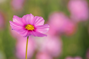 Beautiful Cosmos flowers.