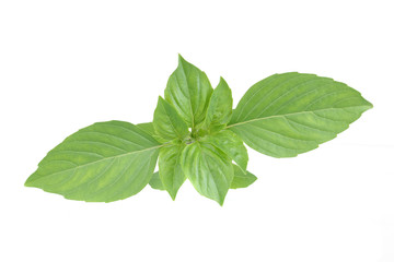 Sweet basil leaves isolated on white background