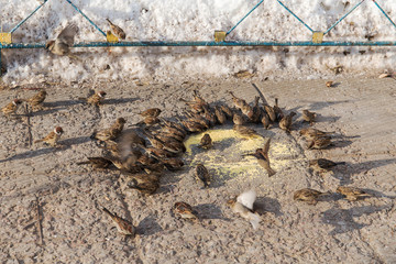 flock of sparrows eating millet