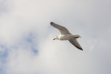 Fototapeta na wymiar seagull on a background of clouds