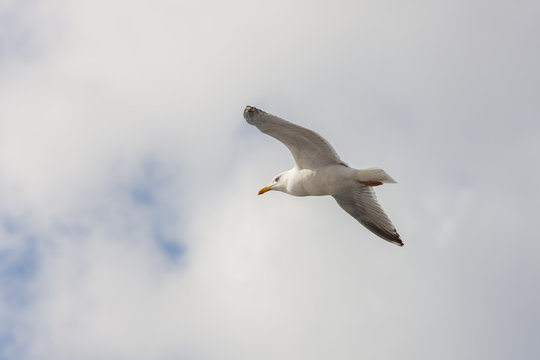 seagull on a background of clouds