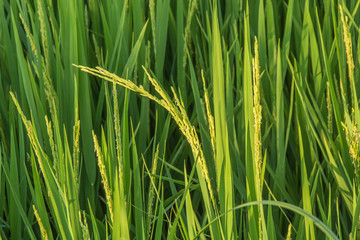 Rice Thailand Phetchaburi